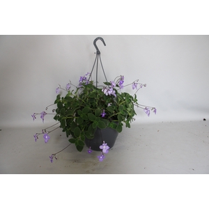 Hangpotten 27 waterreservoir Streptocarpus