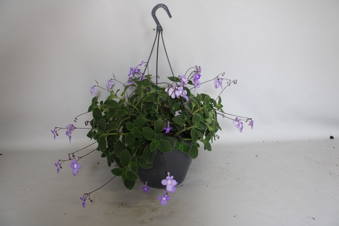 <h4>Hangpotten 27 waterreservoir Streptocarpus</h4>