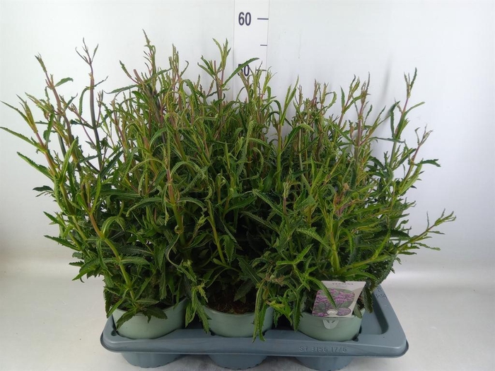 <h4>Verbena bonariensis</h4>