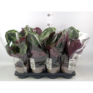 Calathea  'Medallion'