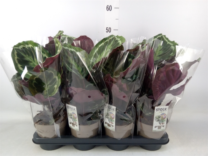 <h4>Calathea  'Medallion'</h4>