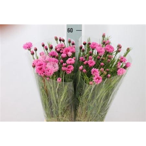 Centouria Korenbloem Pink