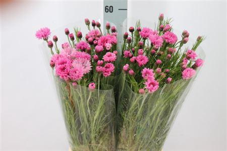 <h4>Centouria Korenbloem Pink</h4>