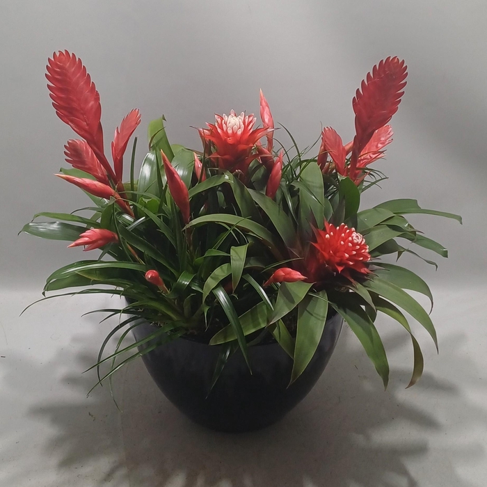 <h4>Coupe cannes X-mass</h4>