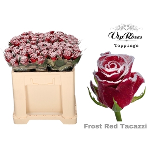 R GR FROST RED TACAZZI