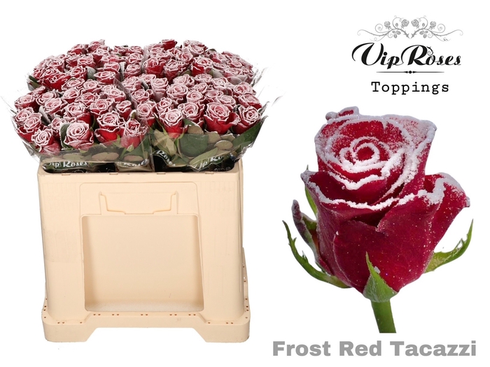 <h4>R Gr Frost Red Tacazzi</h4>