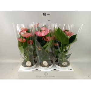 Anthurium andr. 'Livium  Brillante'