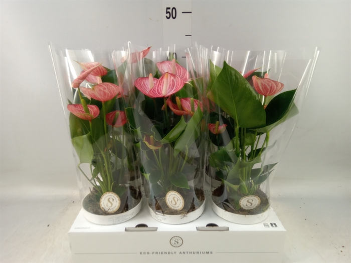 <h4>Anthurium andr. 'Livium  Brillante'</h4>