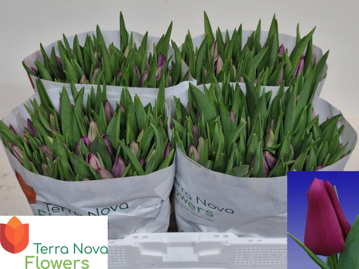 <h4>TU EN EMBRACE</h4>