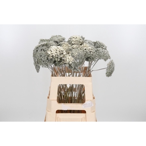 Ammi Zaad Kl Bh Platina