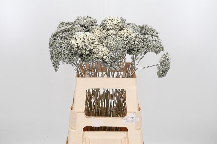 <h4>Ammi Zaad Kl Bh Platina</h4>