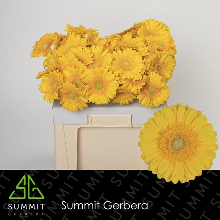 <h4>Gerbera Captiva Water</h4>