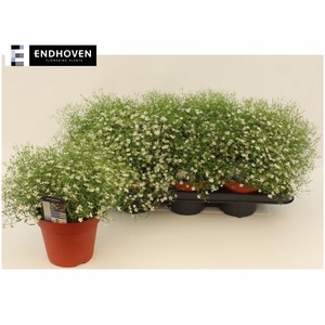 GYPS M FLEUR WHITE