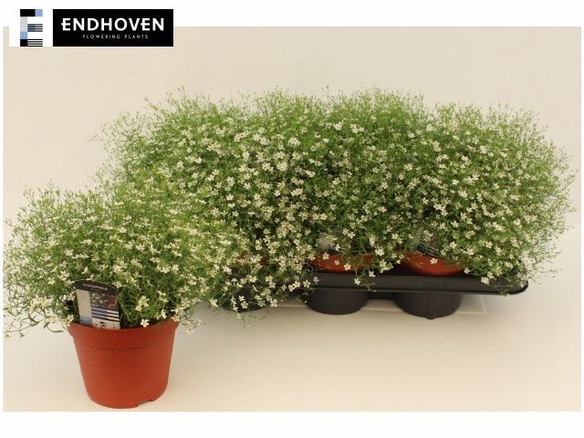 <h4>GYPS M FLEUR WHITE</h4>