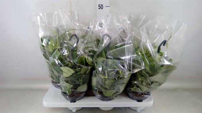 <h4>Scindapsus pictus 'Silvery Ann'</h4>