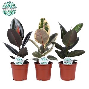 Ficus Elastica 2-3 soorten mix p17