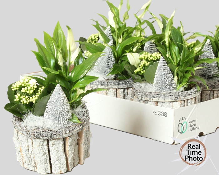 <h4>ARR KAMERPL</h4>