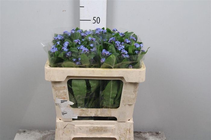 <h4>Myos Al Blue Memory</h4>