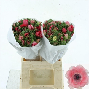 ANEM CO MIS + PINKIE