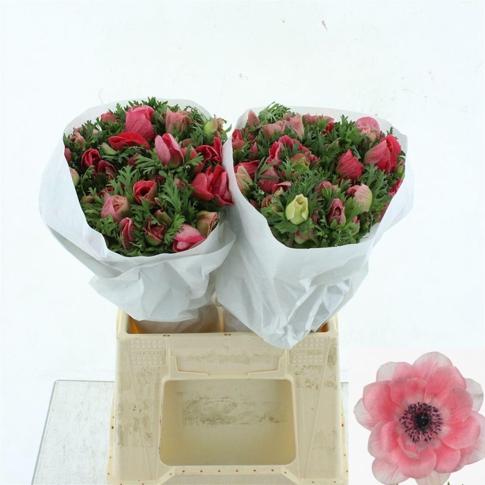 <h4>ANEM CO MIS + PINKIE</h4>