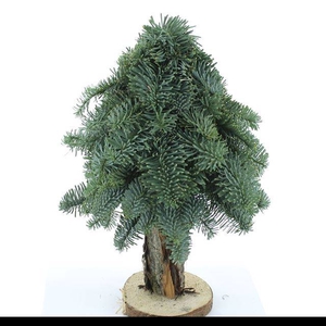 ABIES NOBILIS BLAUW