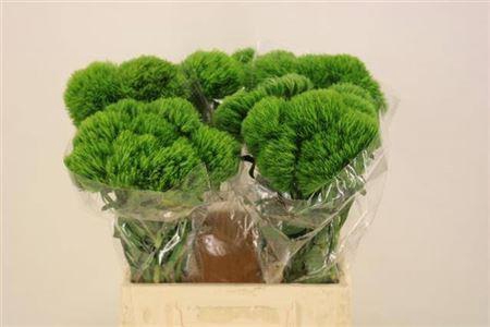 <h4>Di Barb Kiwi Mellow</h4>