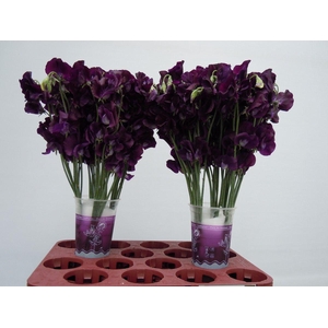 Lathyrus Sunshine Navy