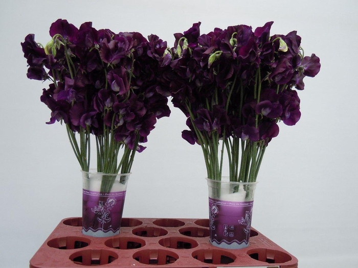 <h4>Lathyrus Sunshine Navy</h4>