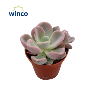 Echeveria Orpet Pink