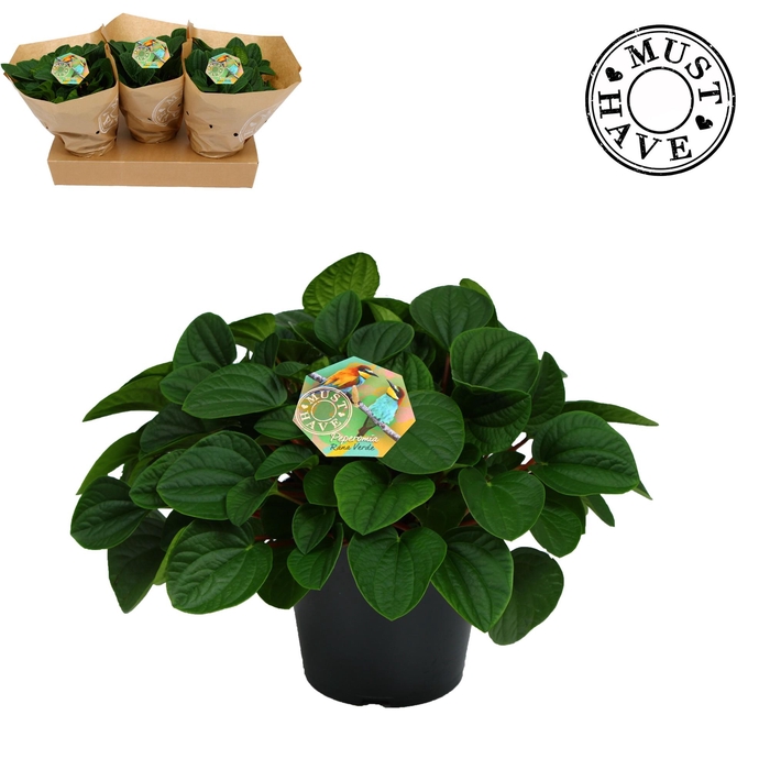 <h4>Peperomia ''rana verde'' 'must have'</h4>