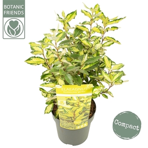 Elaeagnus ebbingei 'Maryline' ®