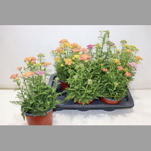 Achi Millefolium