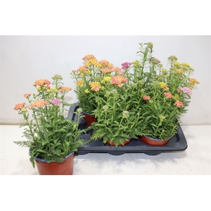 Achi Millefolium