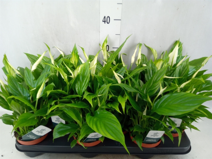 <h4>Spathiphyllum  'Chopin'</h4>