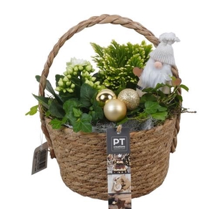 PTCHG5686 Arrangementen Kerst