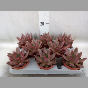 Echeveria   ...