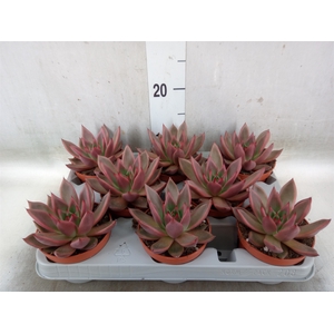 Echeveria   ...