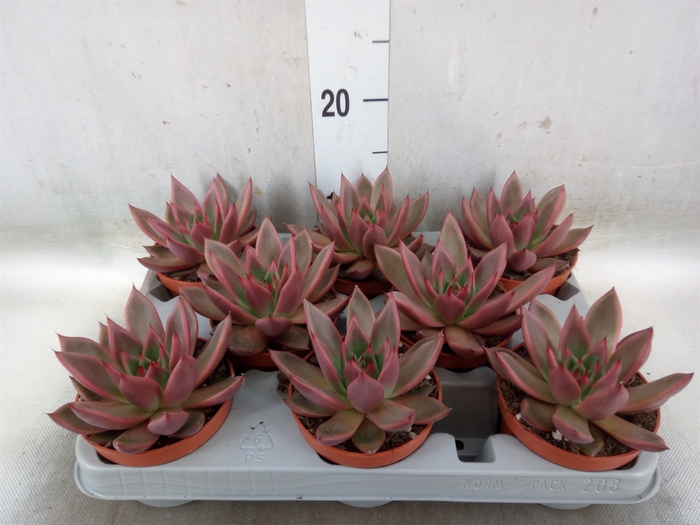 <h4>Echeveria   ...</h4>