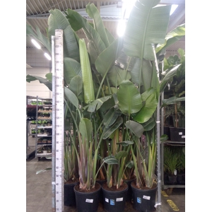 Strelitzia nicolai