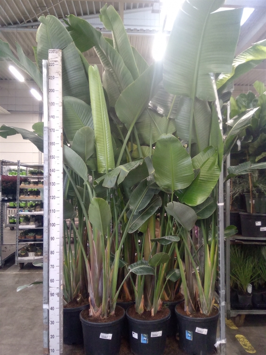 <h4>Strelitzia nicolai</h4>