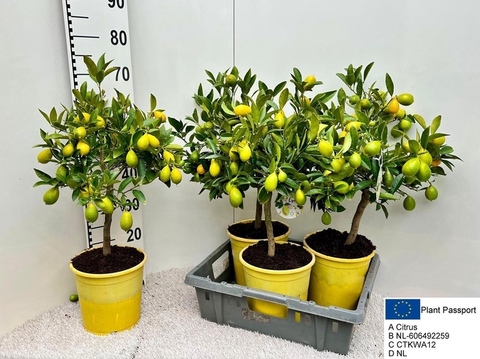 <h4>CITROF FLORIDANA</h4>