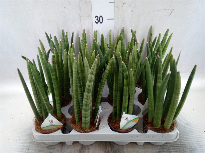 <h4>Sansevieria cyl.  ...</h4>