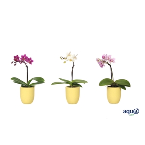 Hugo Citrus Tiny Dolls Mix 1T7+ Aqu@