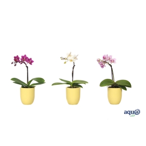 Hugo Citrus Tiny Dolls Mix 1T7+ Aqu@