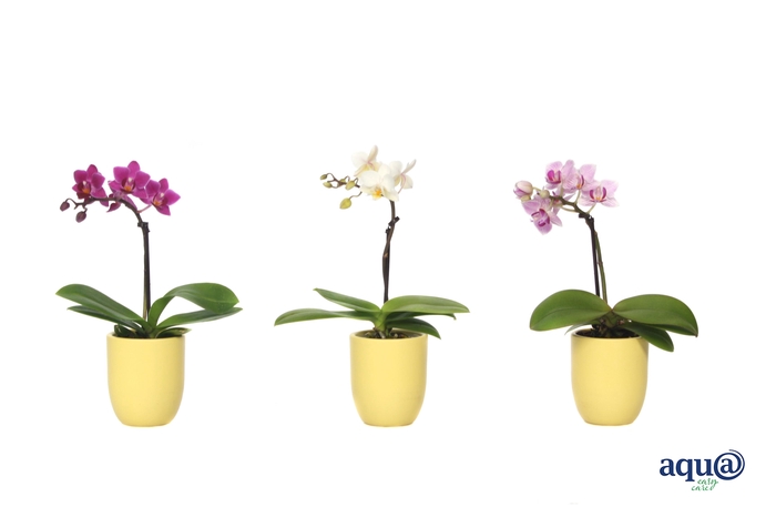 <h4>Hugo Citrus Tiny Dolls Mix 1T7+ Aqu@</h4>