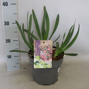 vaste planten 19 cm  Allium Bubble Bath