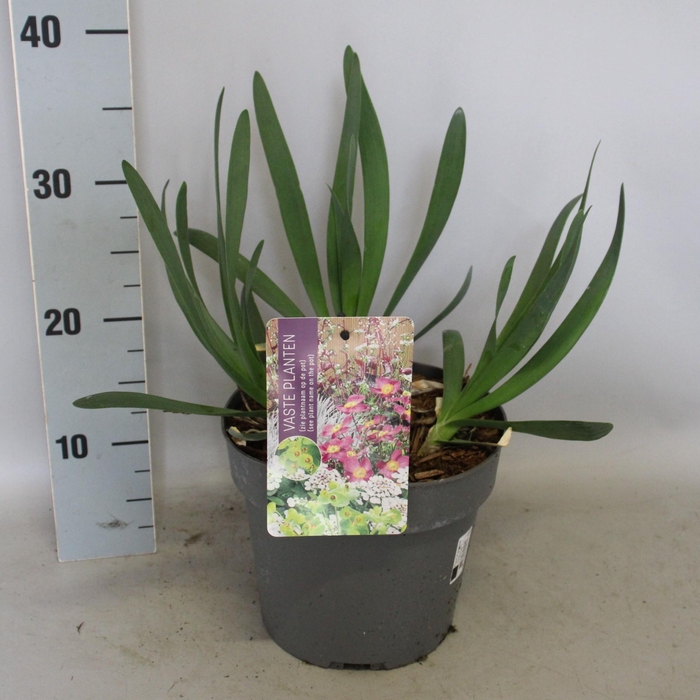 <h4>vaste planten 19 cm  Allium Bubble Bath*</h4>