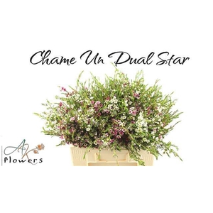 CHAME UN DUAL STAR