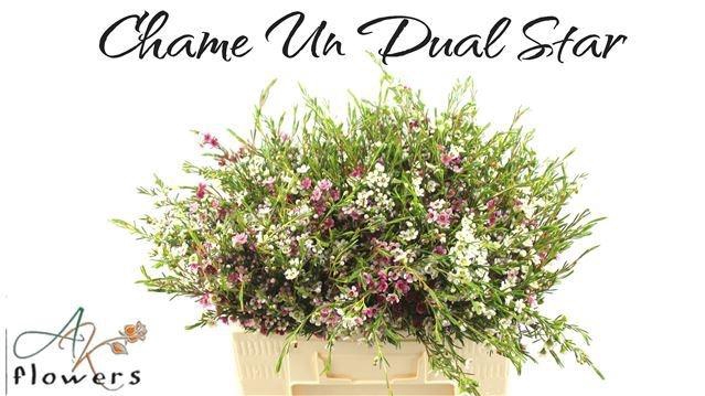 <h4>CHAME UN DUAL STAR</h4>