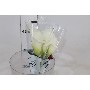CALLAS VENTURA 040 CM